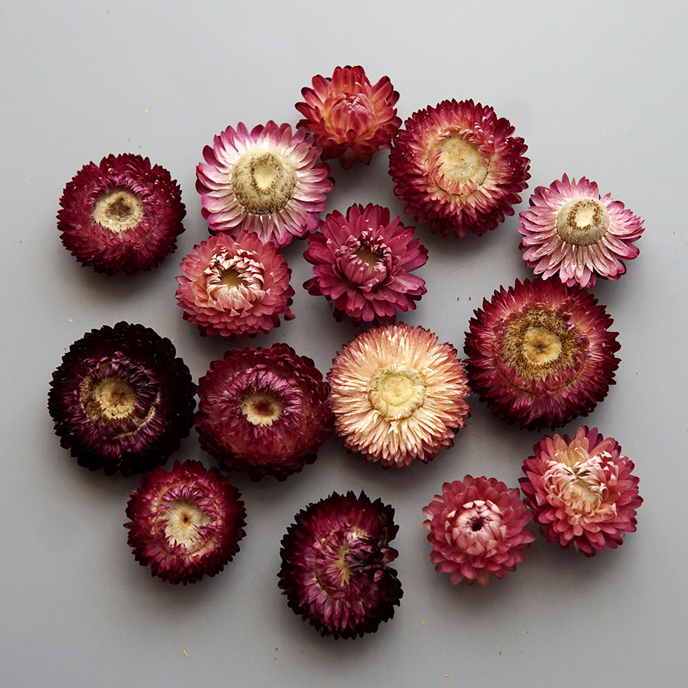 天然のドライでカラフルな菊の花輪,手作りのヘアアクセサリー, - Candle Making At Home のレビューと価格